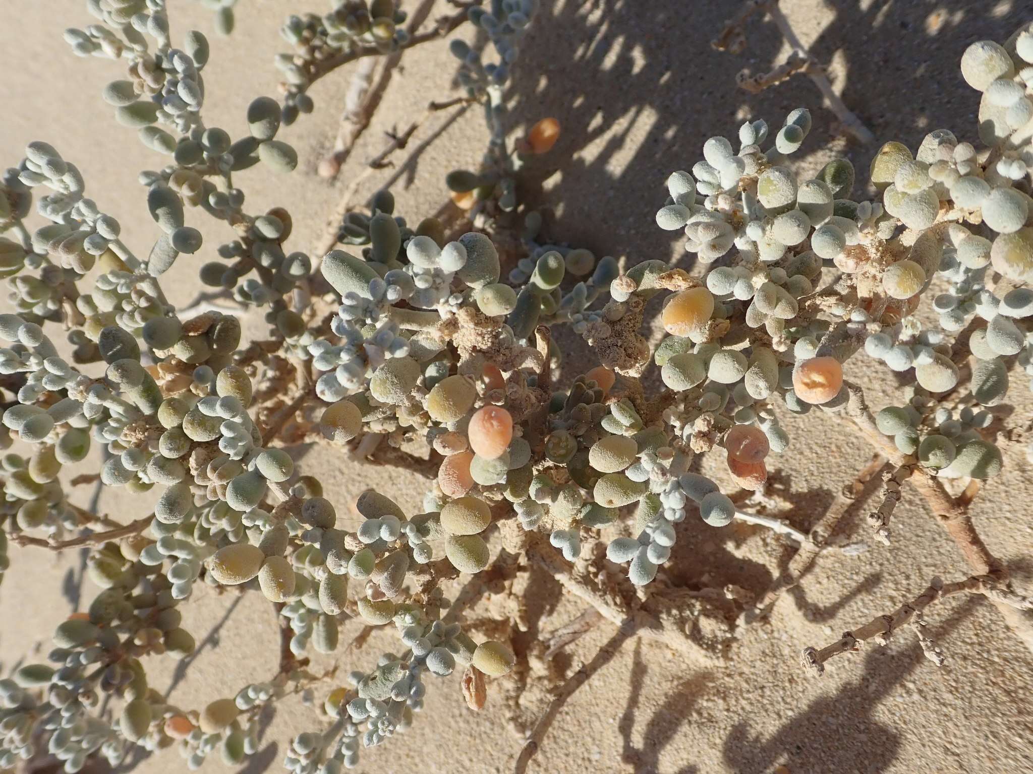 Image of Tetraena alba (L. fil.) Beier & Thulin