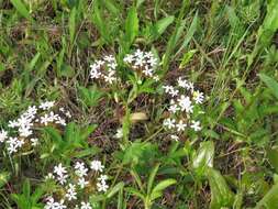 Imagem de Valerianella longiflora (Torr. & Gray) Walp.