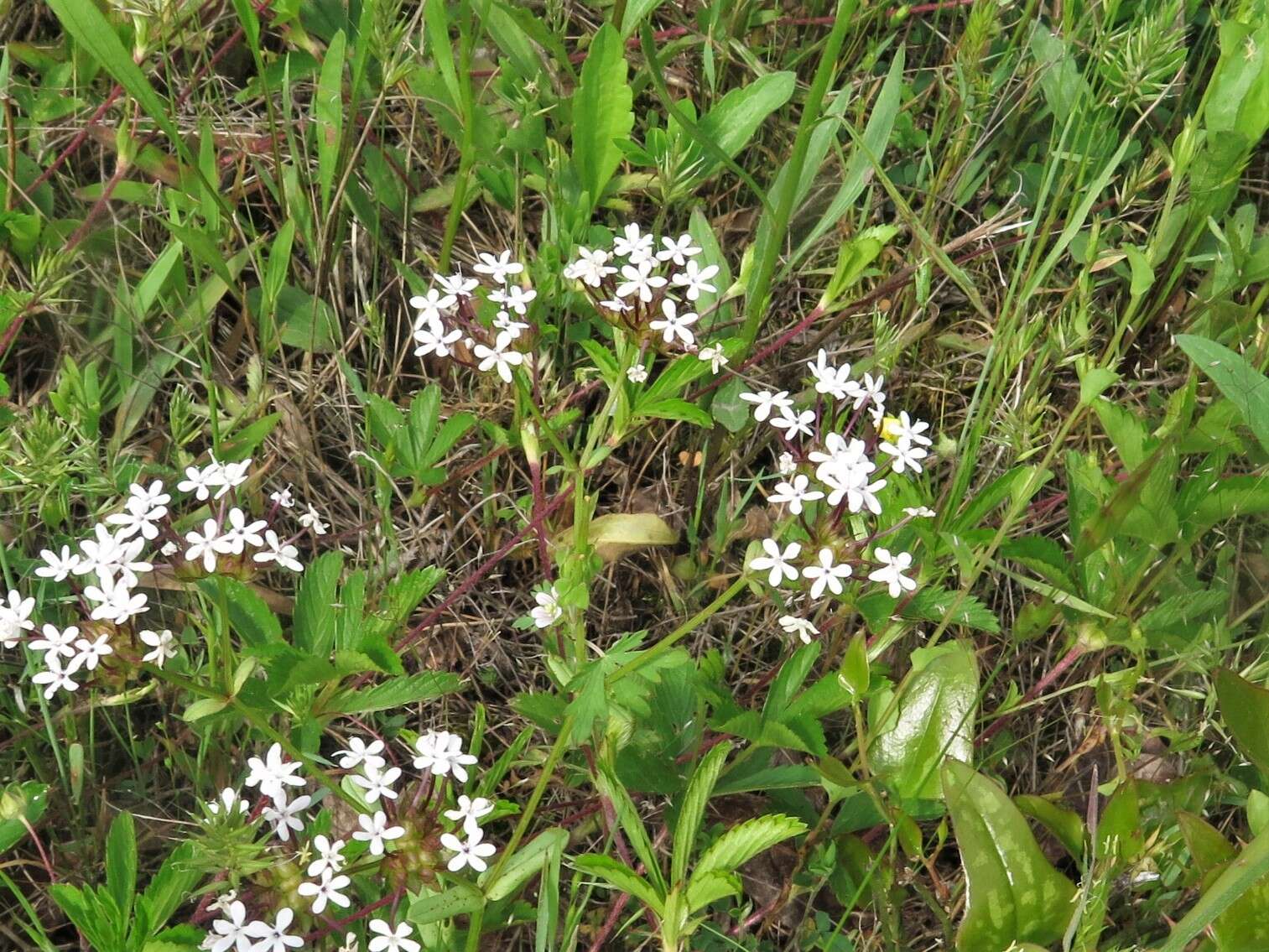 Imagem de Valerianella longiflora (Torr. & Gray) Walp.