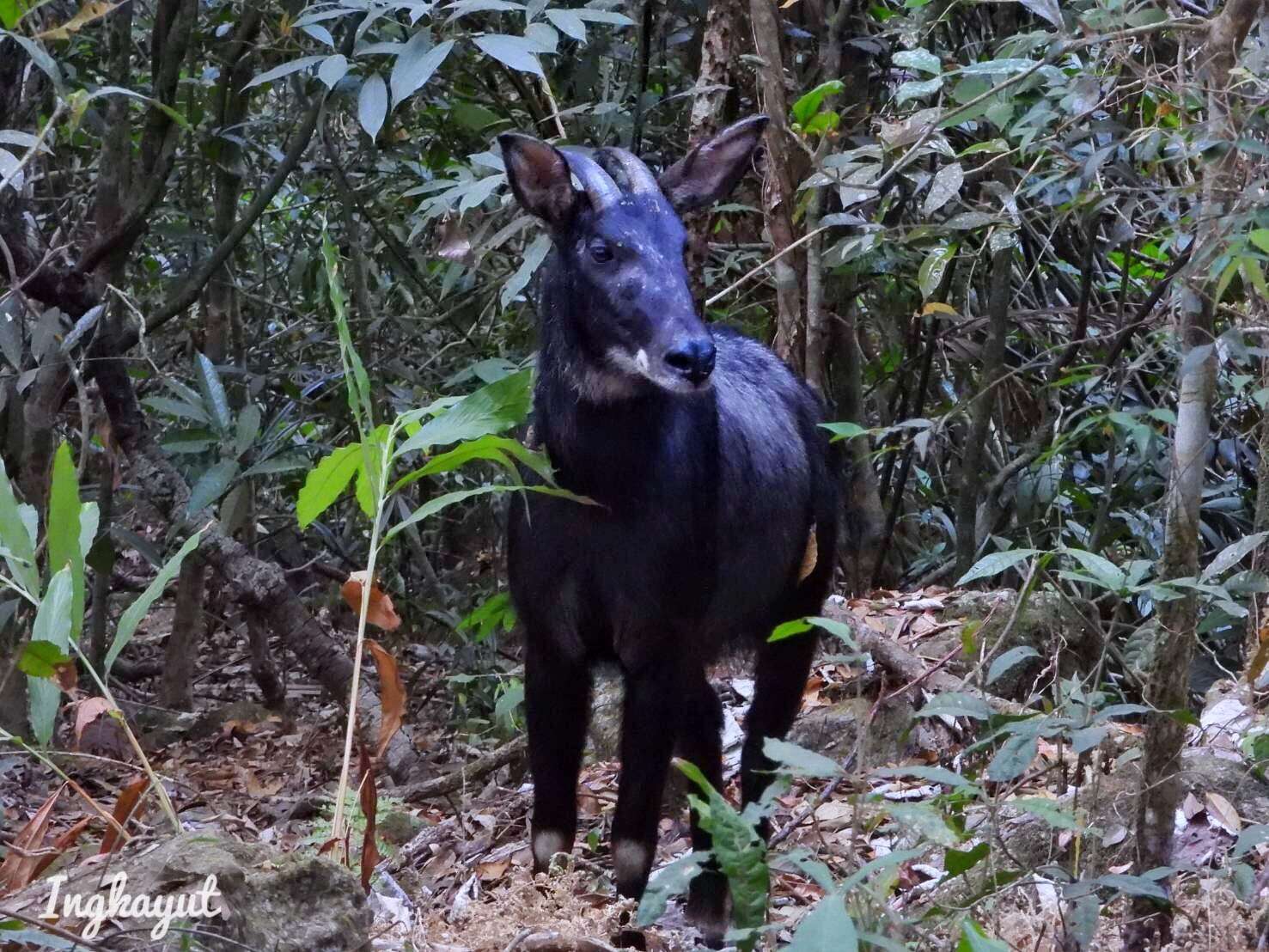 Image of Sumatran serow