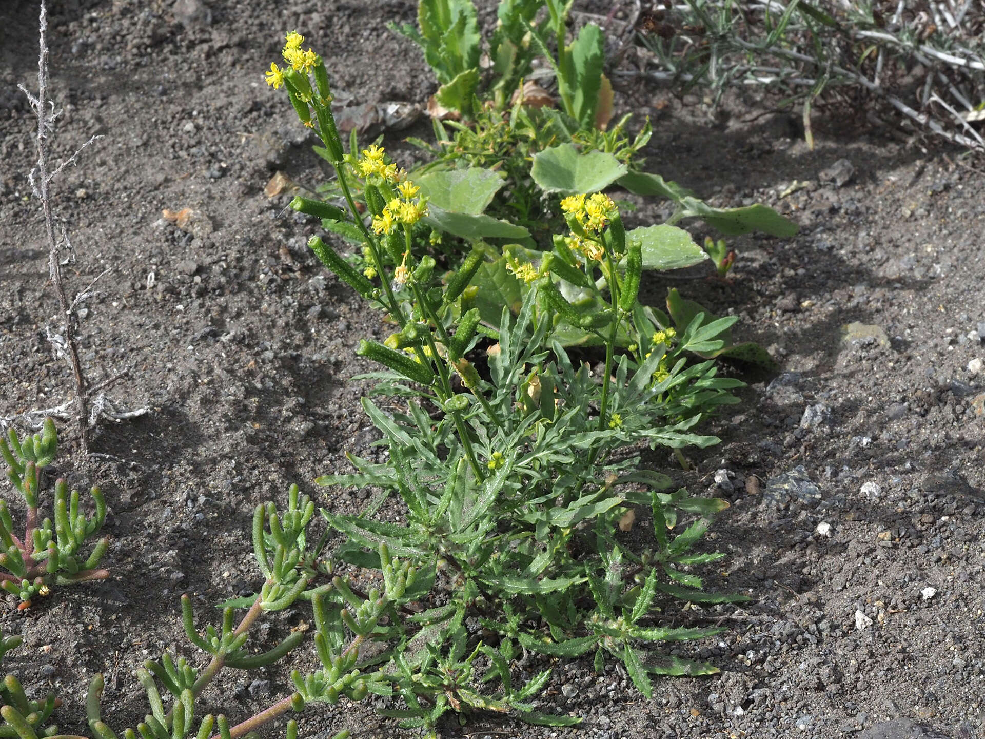 Image of Reseda crystallina Webb & Berth.