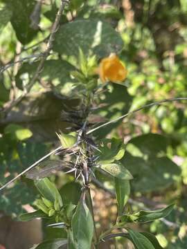 صورة Barleria prionitis subsp. delagoensis (Obermeyer) R. K. Brummitt & J. R. I. Wood