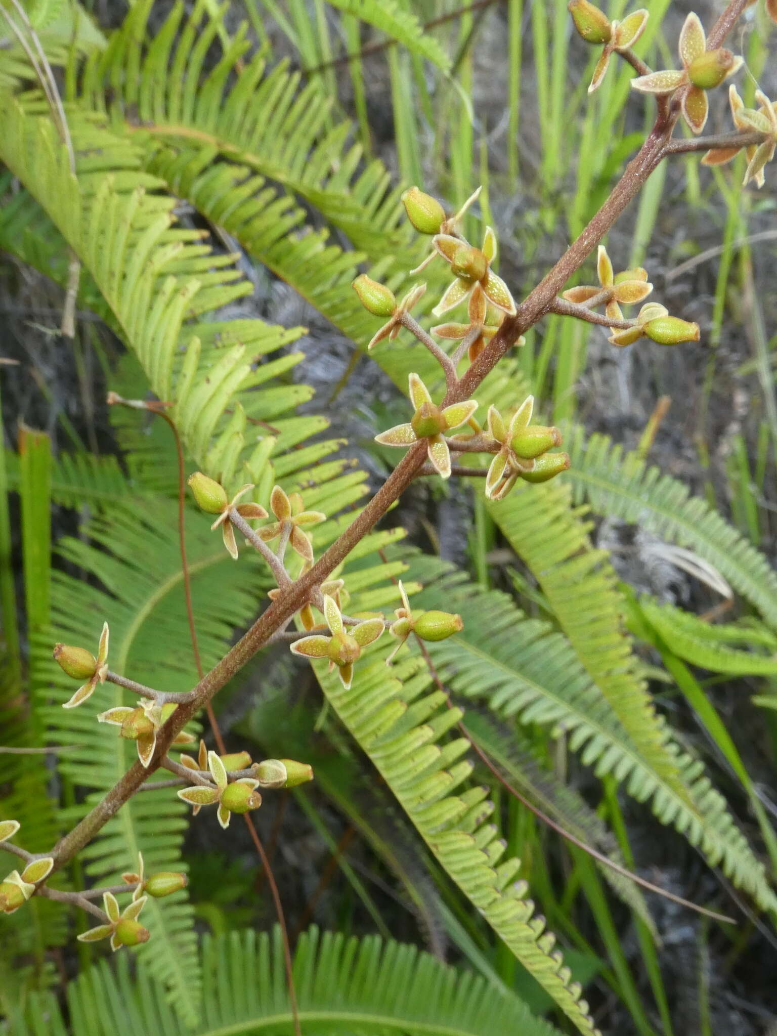 Image of Nepenthes tobaica Danser