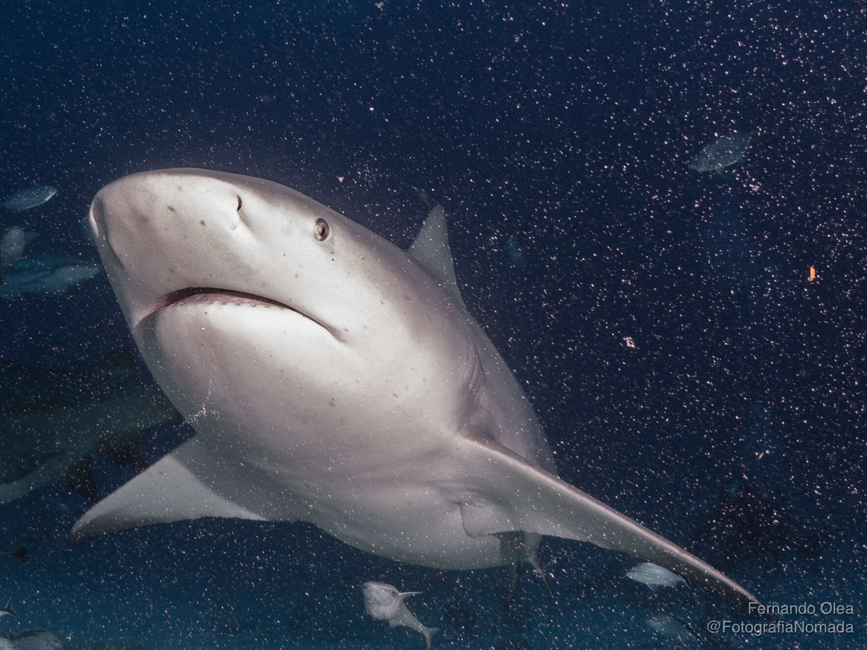 Image of Bull Shark