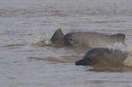 Image of Amazon River Dolphin