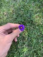 Image of Blue Potato Bush