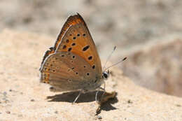 Image de Lycaena asabinus (Herrich-Schäffer (1851))