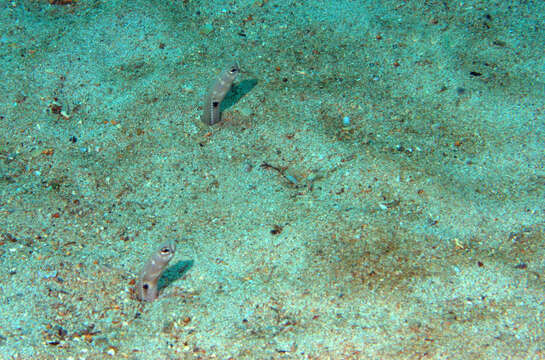 Image of Cortez garden eel