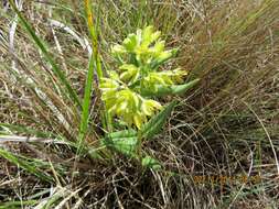 Image de Schizoglossum flavum Schltr.