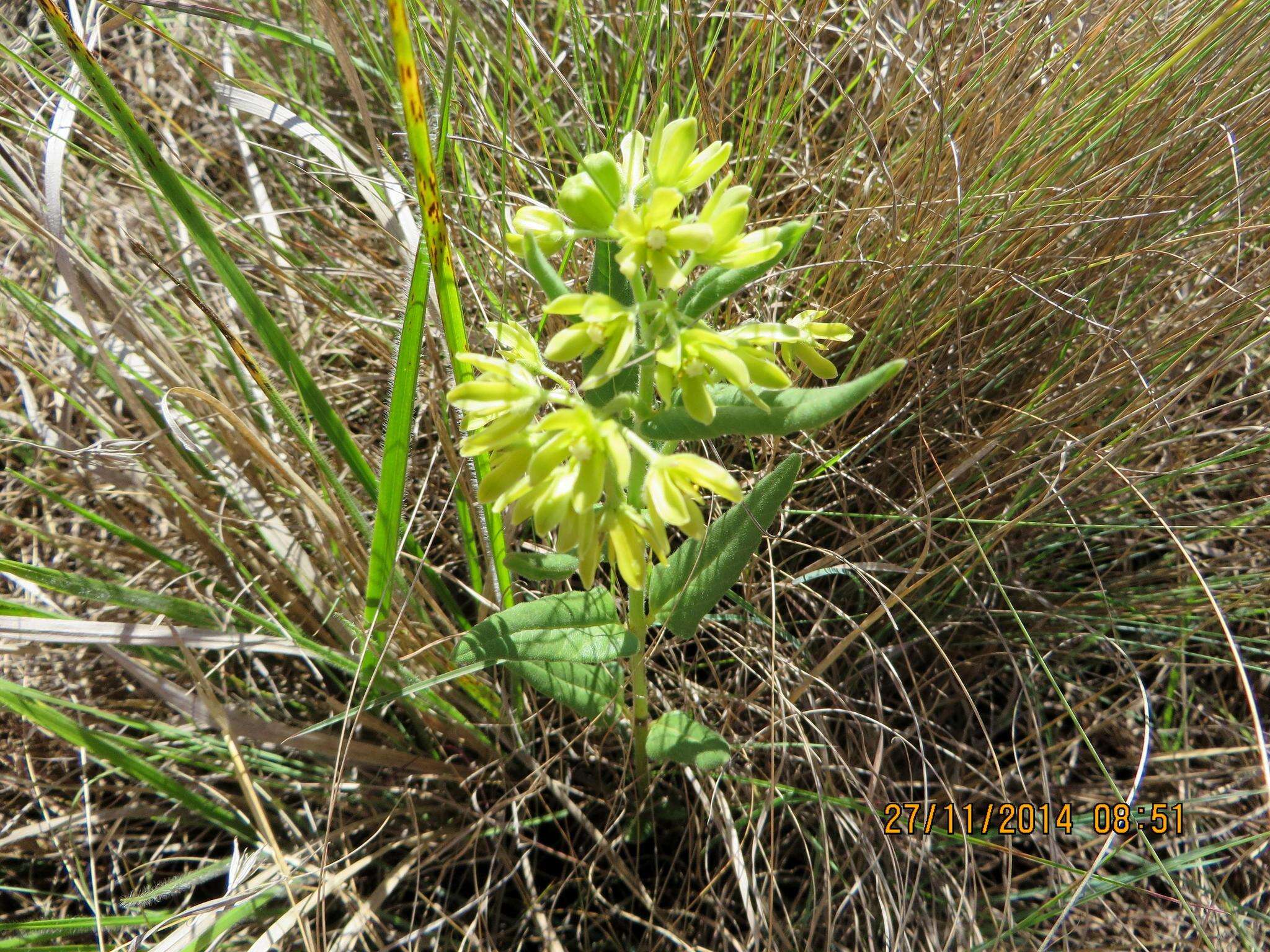 Image de Schizoglossum flavum Schltr.