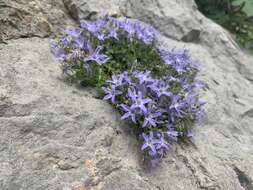 Plancia ëd Campanula fenestrellata Feer