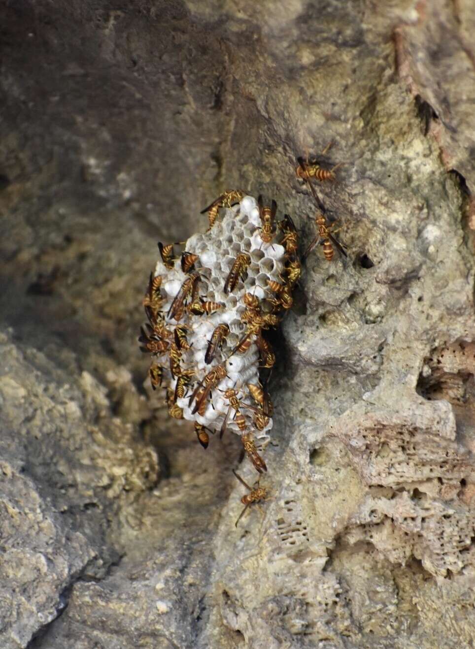 Image de Polistes cubensis Lepeletier 1836