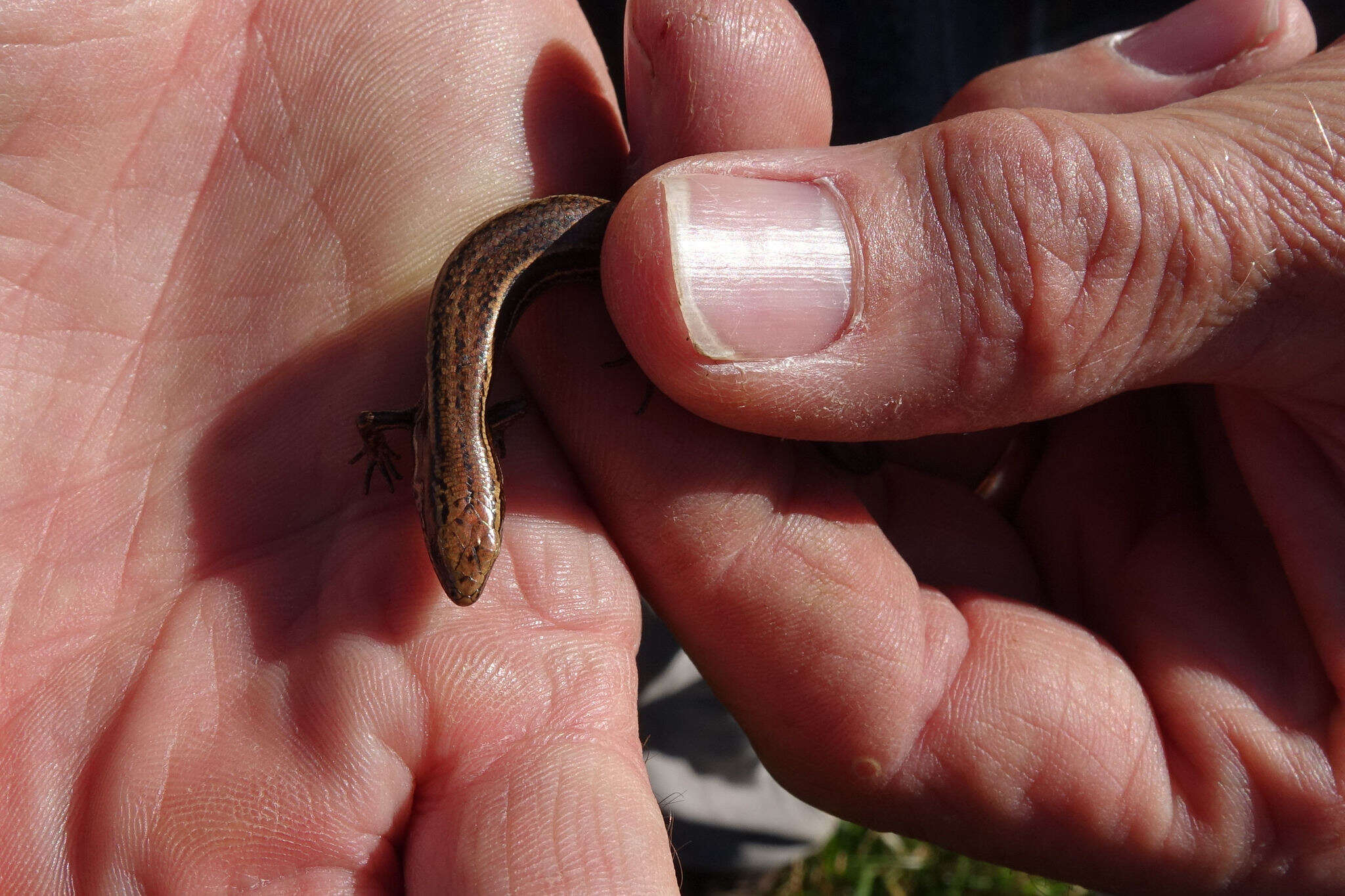 Image de Oligosoma inconspicuum (Patterson & Daugherty 1990)