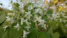 Image of Echinopepon pubescens (Benth.) Rose