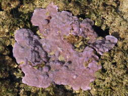 Image of Blue rice coral