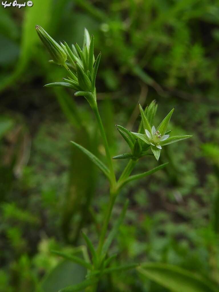 Image of Sabulina mediterranea (Link) Rchb.