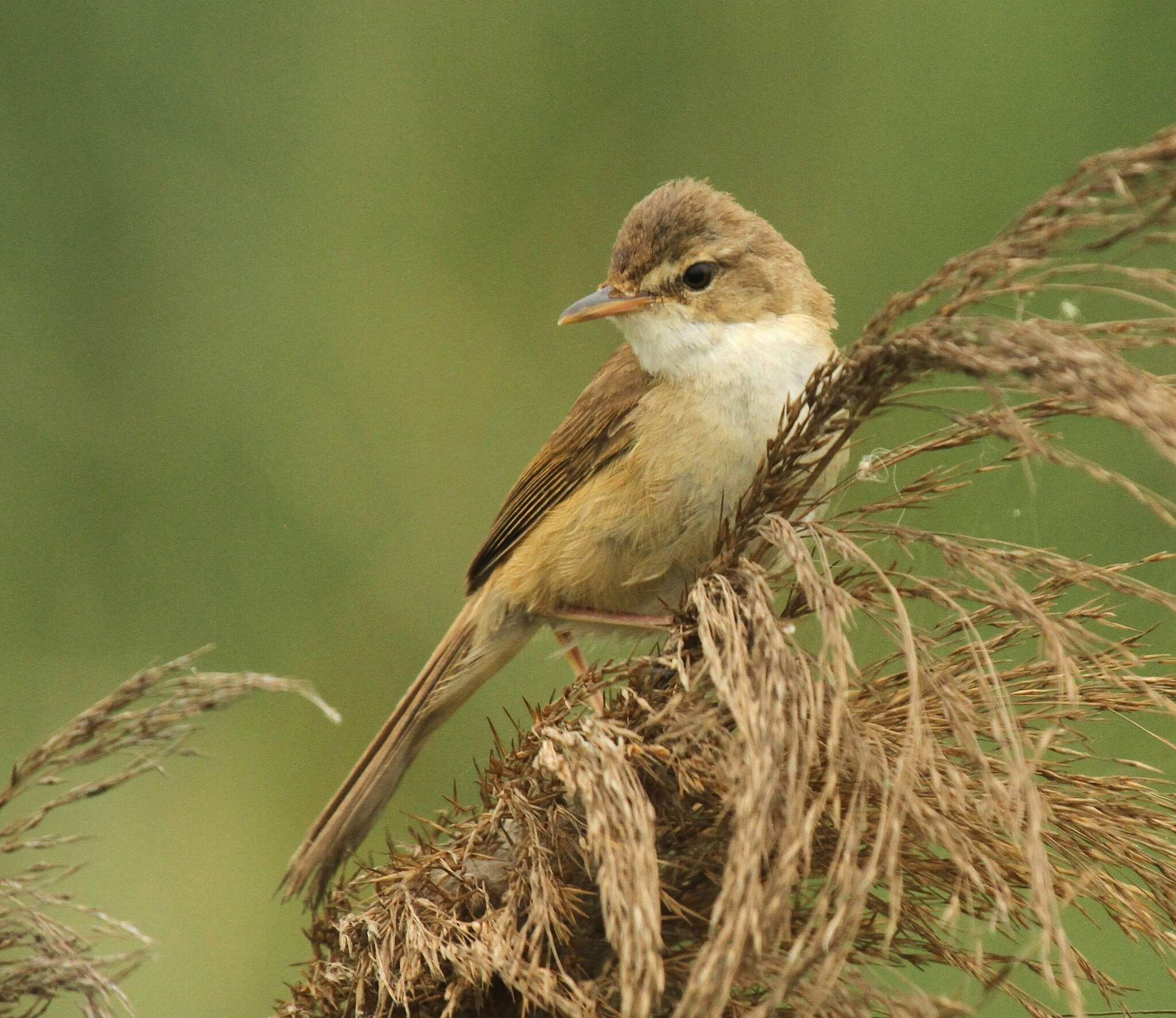 Image of Blunt-winged Warbler