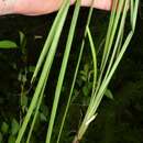 Image of Glossy-Seed Yellow Star-Grass