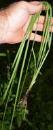 Image of Glossy-Seed Yellow Star-Grass