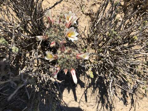 Image of Mammillaria hutchisoniana subsp. louisae (G. E. Linds.) D. R. Hunt