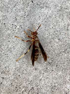 صورة Polistes arizonensis Snelling 1954