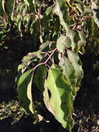 Image de Cornus drummondii C. A. Mey.