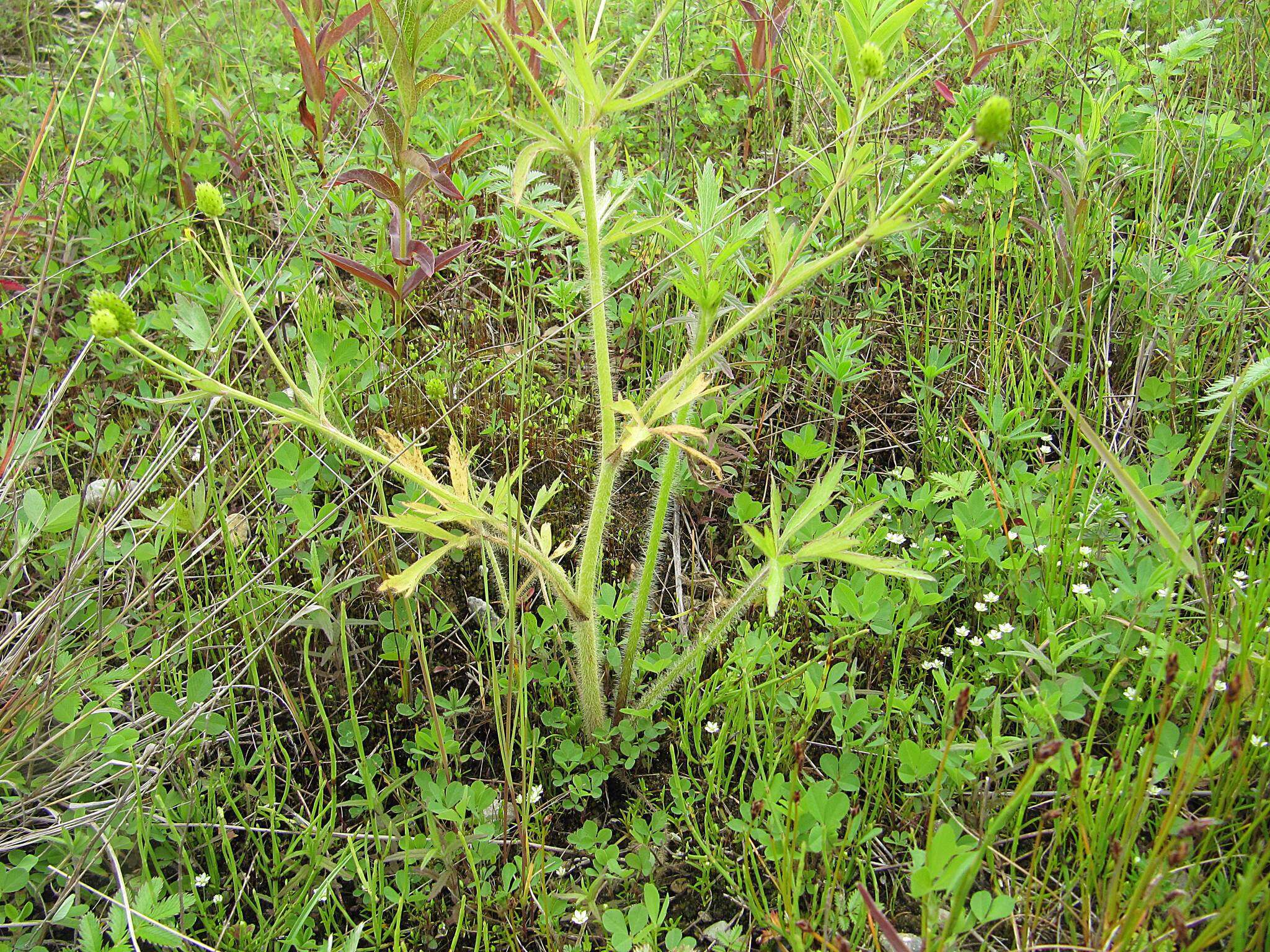 Image of Ranunculus chinensis Bunge