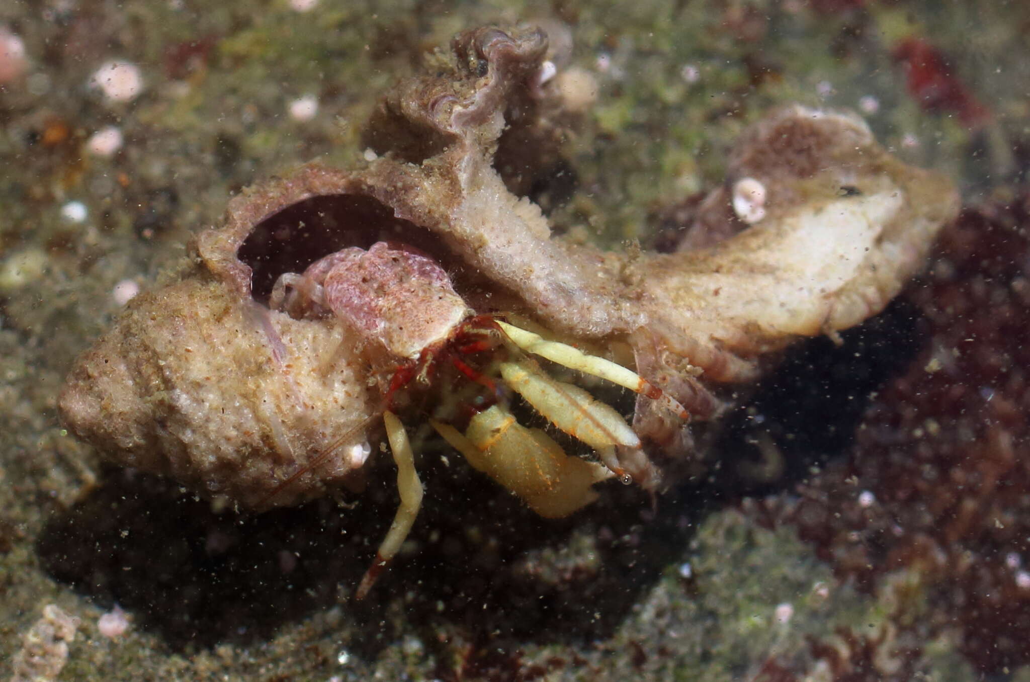 Image of Bering hermit crab