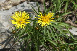 Image of Pentanema ensifolium (L.) D. Gut. Larr., Santos-Vicente, Anderb., E. Rico & M. M. Mart. Ort.