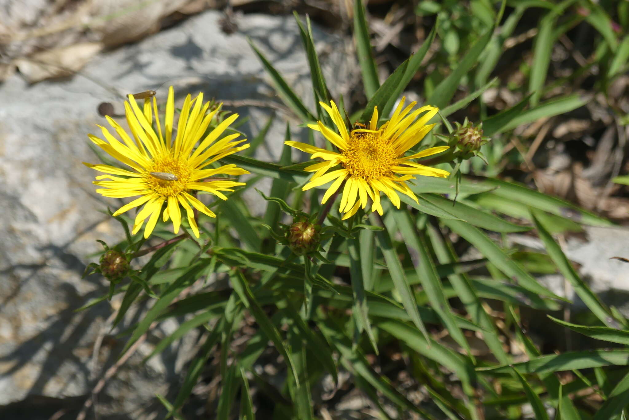 Image of Pentanema ensifolium (L.) D. Gut. Larr., Santos-Vicente, Anderb., E. Rico & M. M. Mart. Ort.