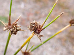 Imagem de Cyperus gymnocaulos Steud.