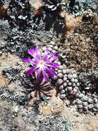 Image of Conophytum minusculum subsp. minusculum