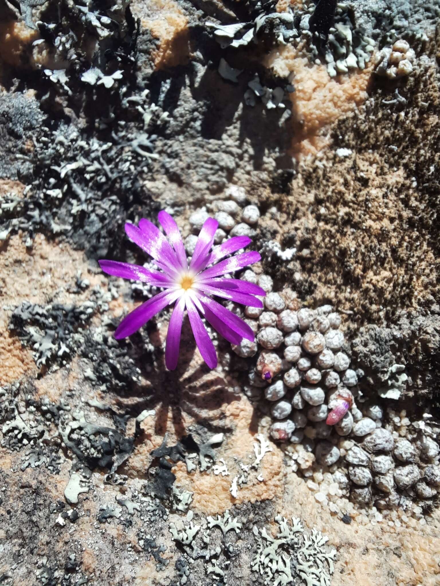 Image of Conophytum minusculum subsp. minusculum