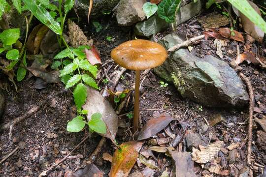 Image of Protoxerula flavo-olivacea (R. H. Petersen & Halling) R. H. Petersen 2010