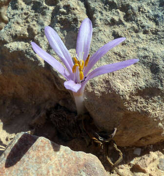 Image of Colchicum tunicatum Feinbrun