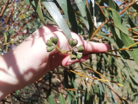 Imagem de Eucalyptus loxophleba subsp. supralaevis L. A. S. Johnson & K. D. Hill