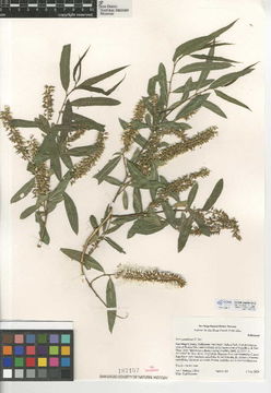 Image of Goodding's willow