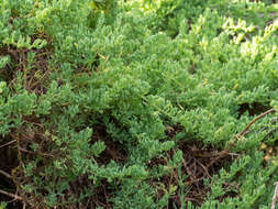 Image of Threlkeldia diffusa R. Br.