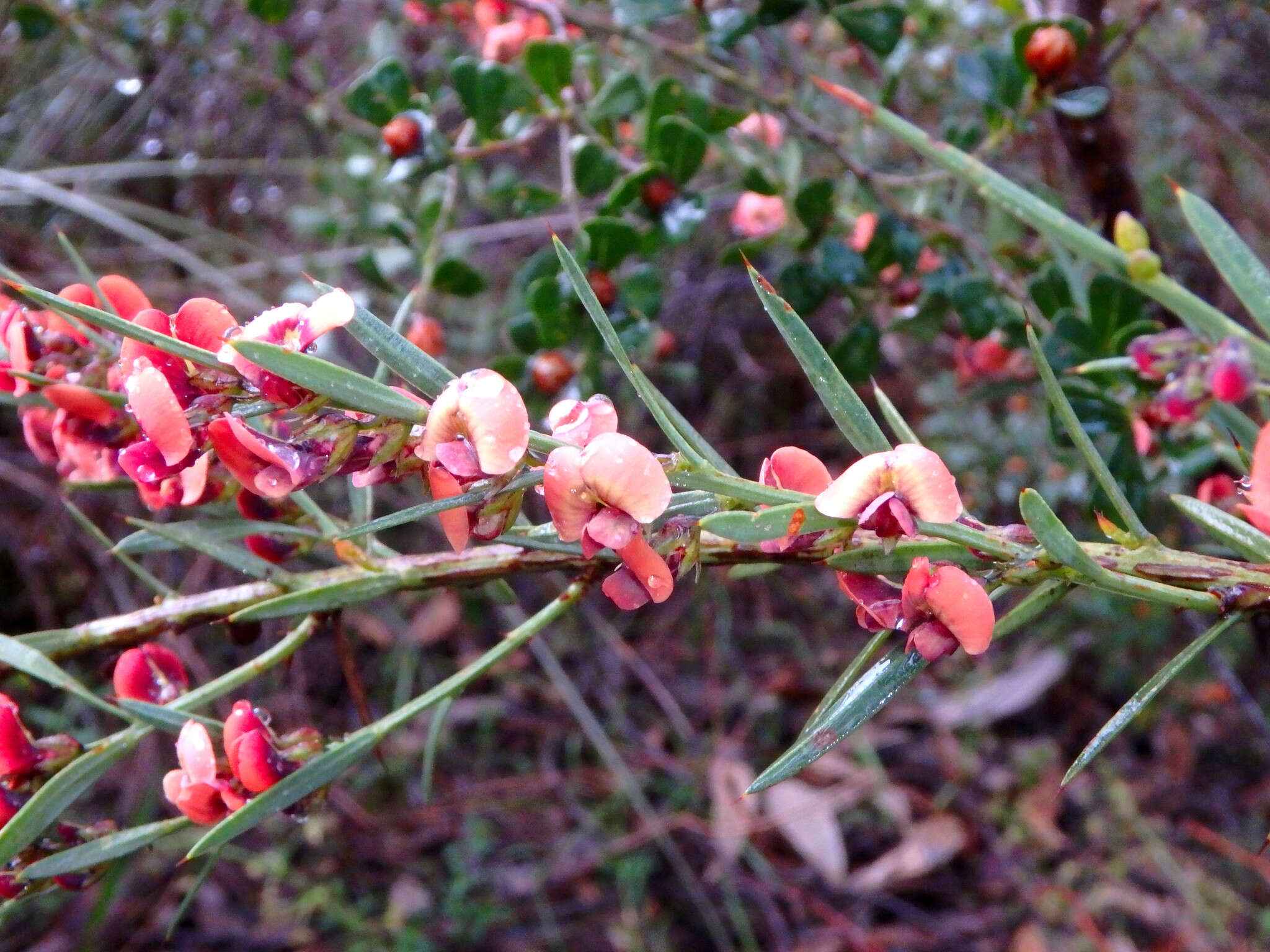 Image of <i>Daviesia ulicifolia</i> subsp. <i>incarnata</i>