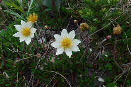 Image of entireleaf mountain-avens