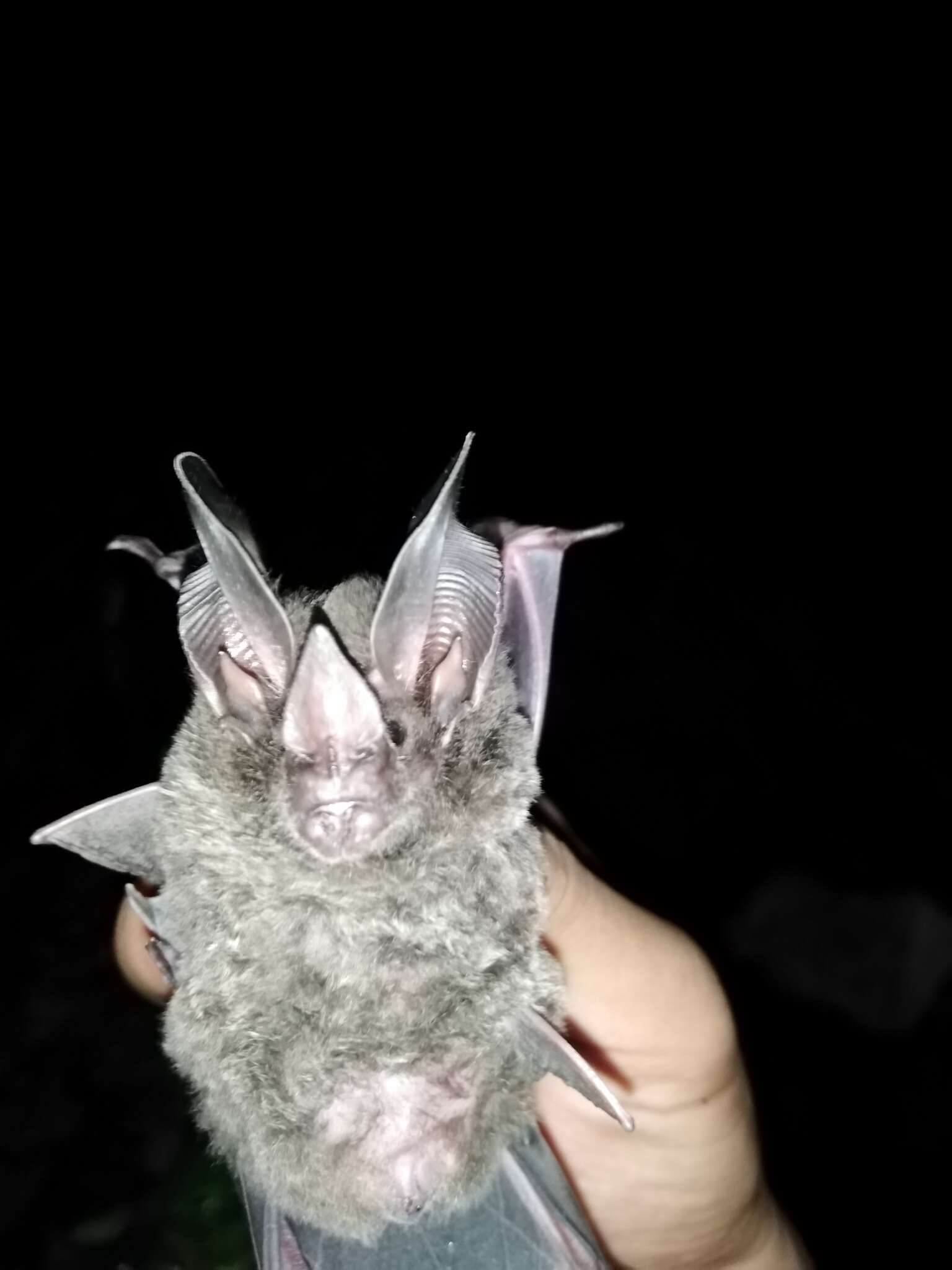 Image of pygmy round-eared bat