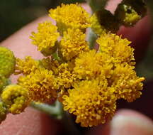 Image of Grassland nidorella