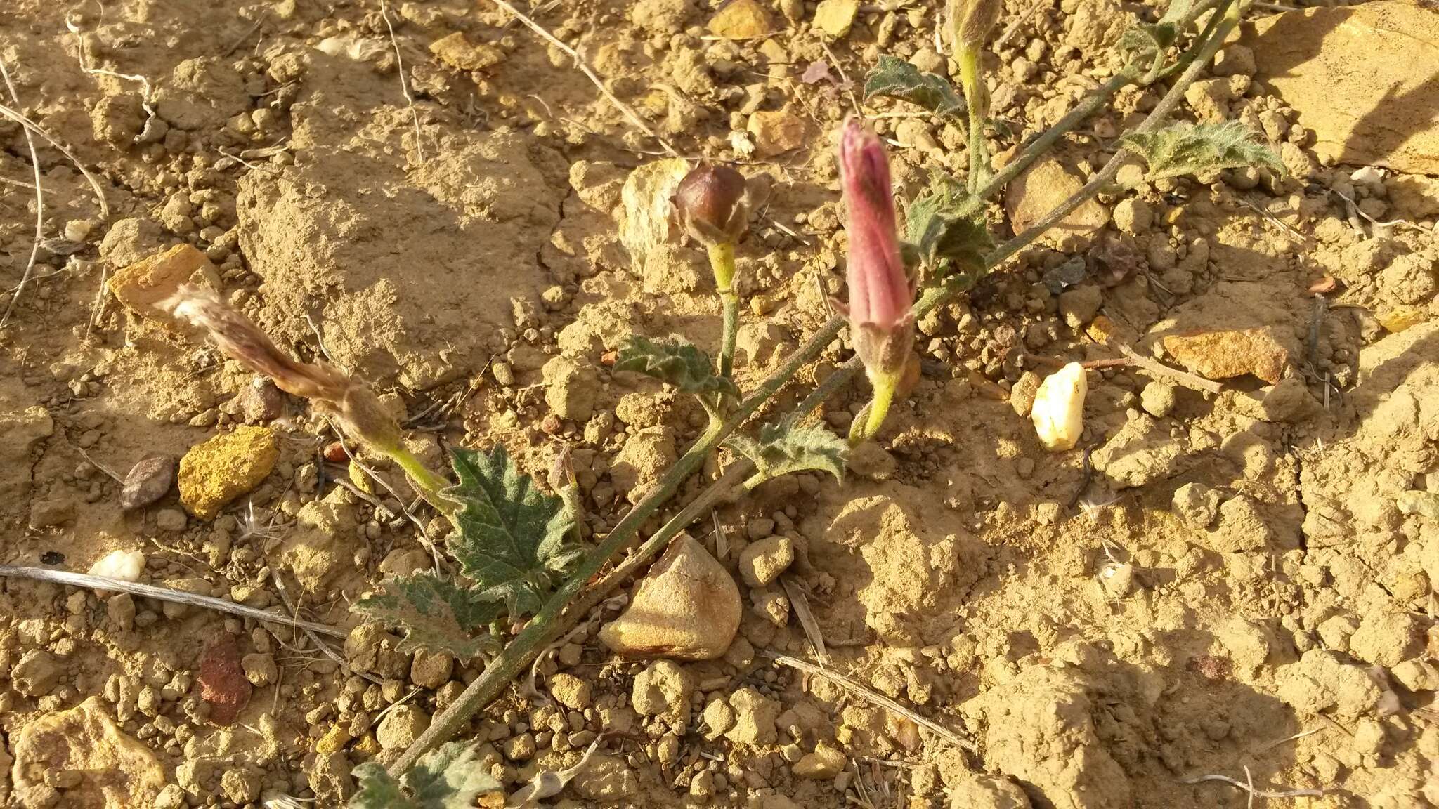 Image of Convolvulus capensis Burm. fil.