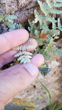 Plancia ëd Myriopteris newberryi (D. C. Eat.) Grusz & Windham