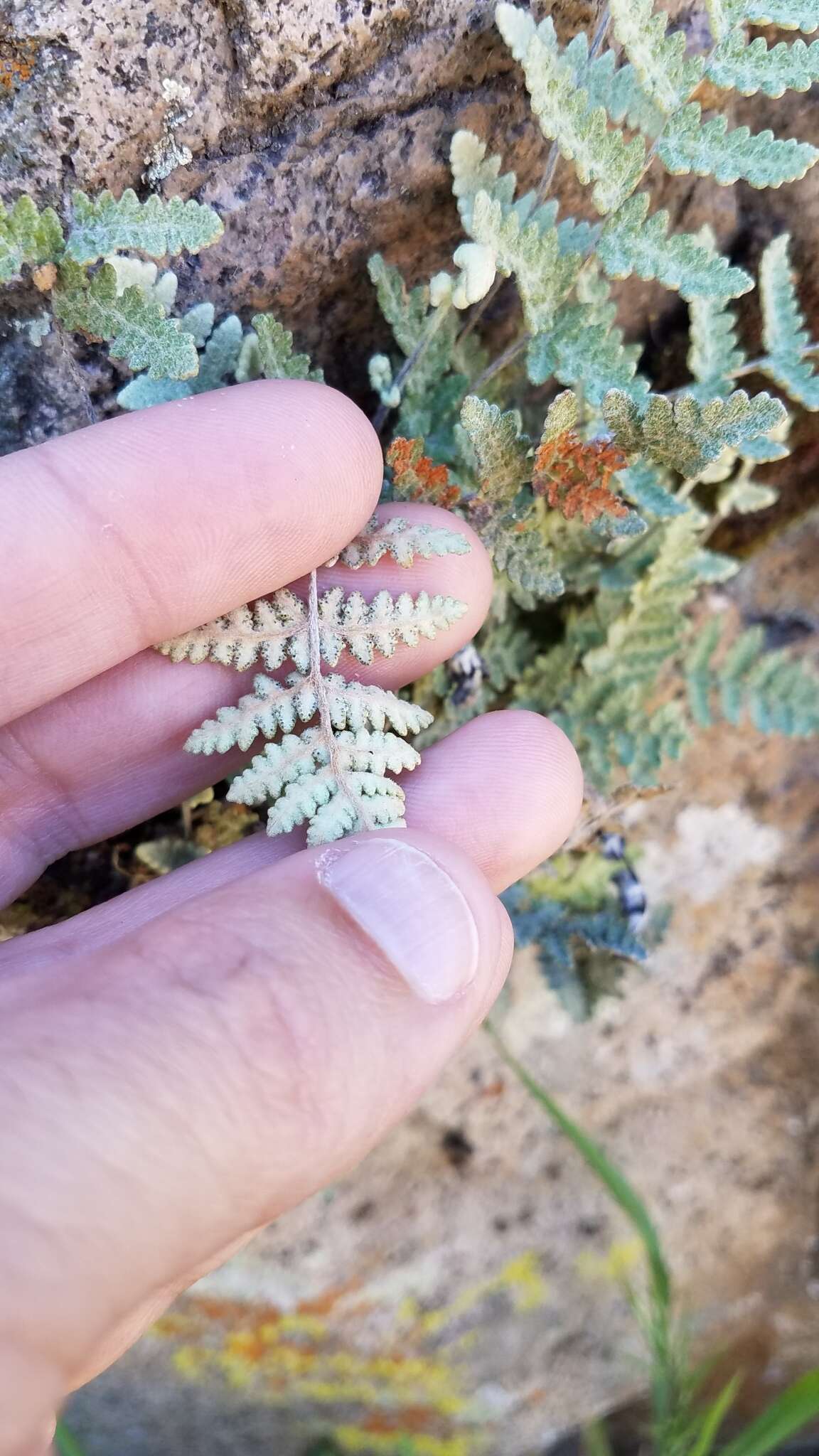 Image de Myriopteris newberryi (D. C. Eat.) Grusz & Windham