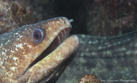 Image of False spotted moray