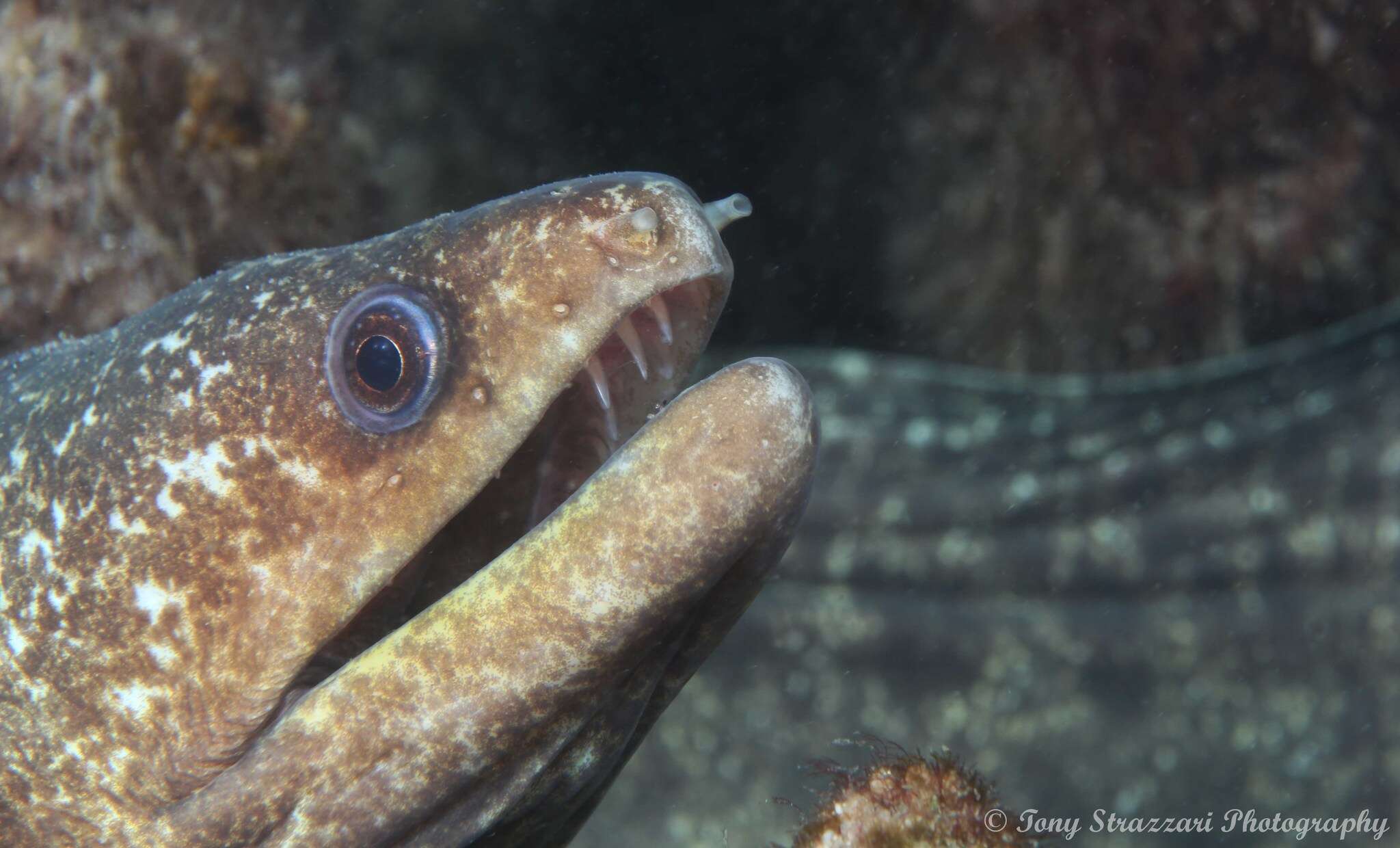 Image of False spotted moray