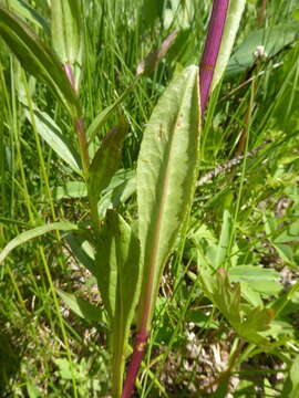 Imagem de Senecio hydrophiloides Rydb.