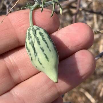 Image of Trochomeria debilis (Sond.) Benth. & Hook. fil.