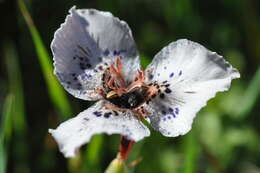 Image of Moraea atropunctata Goldblatt